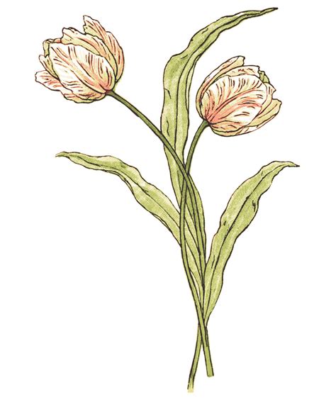 Tulip Flowers Illustration Free Stock Photo Public Domain Pictures