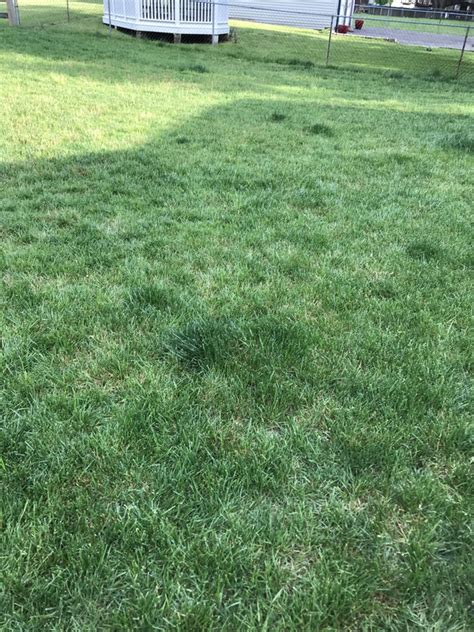 Dark Clumps Of Grass Lawn Care Forum