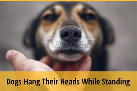 Why Do Dogs Hang Their Heads While Standing 9 Reasons Zooawesome