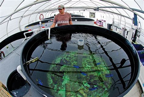 florida s tropical aquaculture lab faces budget veto amazonas magazine