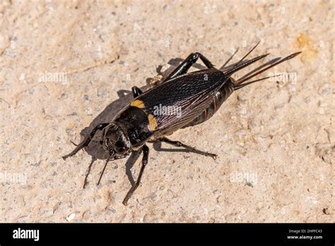 Gryllus Bimaculatus Mediterranean Field Cricket Stock Photo Alamy