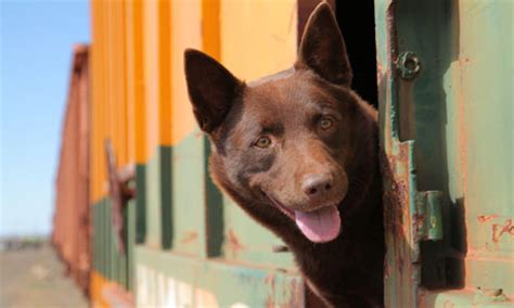 The film centers around the red dog, which is said to be one of the rowdiest strip clubs in oklahoma, and the people who worked or frequented the joint. Red Dog - review | Film | The Guardian