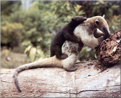 anteater eating ants - Buscar con Google Unusual Animals, Majestic