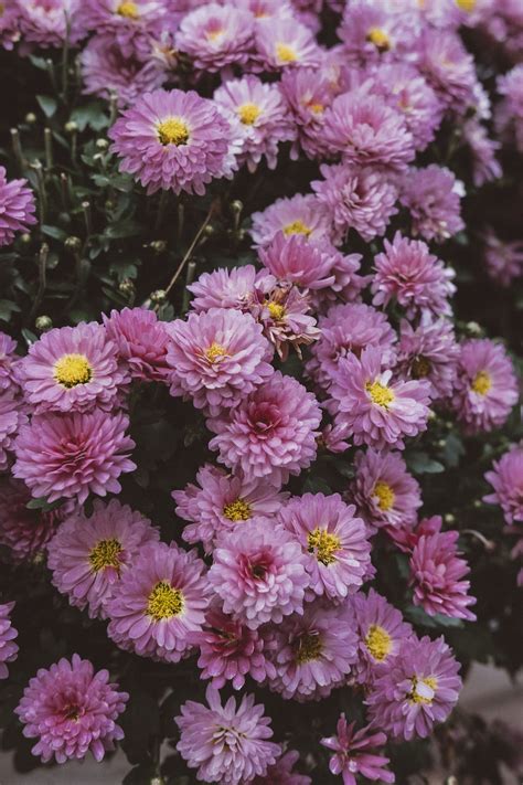 Pink Cluster Flowers Photo Free Flower Image On Unsplash