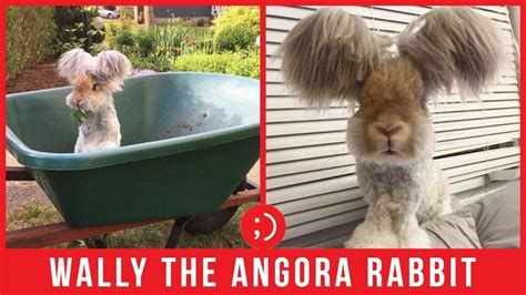 Wally The Angora Rabbit Is The Cutest Bunny Ever Funny Videos Youtube