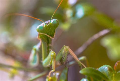 Why Do Mantis Eat Their Mates Keeping Exotic Pets