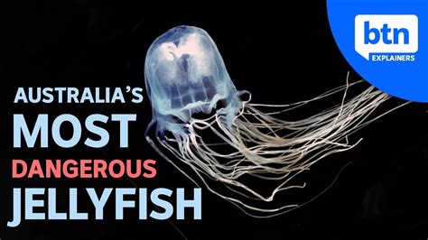 Australias Most Dangerous Jellyfish And What To Do If Youre Stung