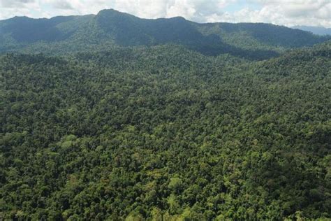 Mengenal Hutan Konservasi Bukit Soeharto Di Kalimantan Timur Resmi