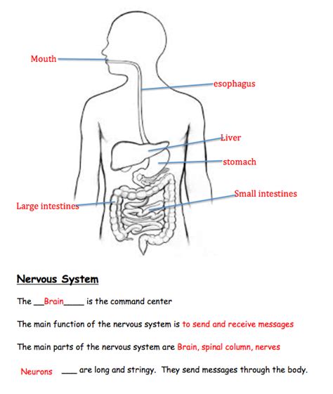 Mrs Snyders Fifth Grade Study Guide For The Digestive And Nervous System