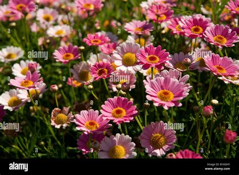 Pink Marguerite Marguerites Flower Flowers Flowering In Summer Border