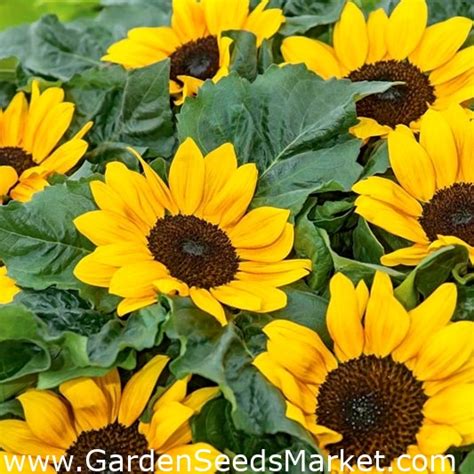 Ornamental Sunflower Suntastic F1 Low Growing Variety For Flower Beds