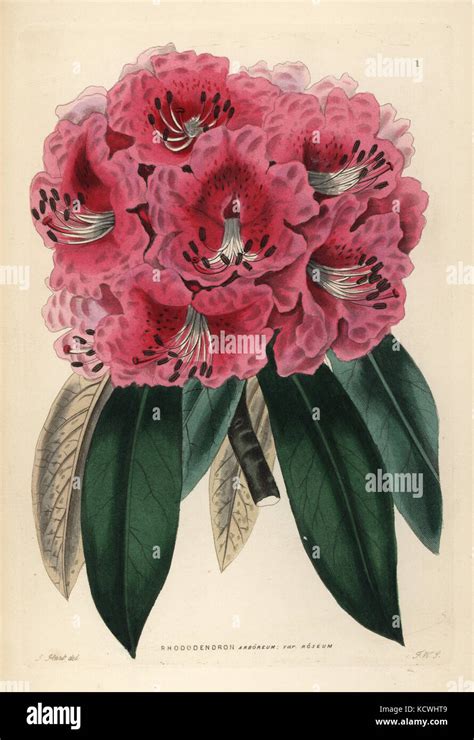 Rosy Tree Rhododendron Rhododendron Arboreum Var Roseum Handcoloured Copperplate Engraving By