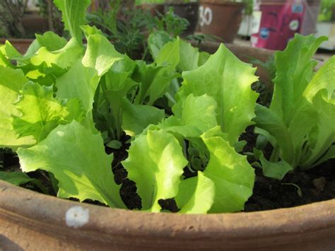 Loose Leaf Lettuce In Growing Stage Terrace Gardening The Organic Way