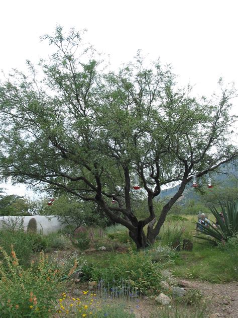 Mesquite Is A Leguminous Plant Of The Prosopis Genus Found In Northern