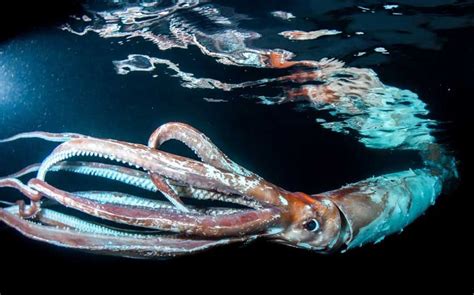 Sindo Hi Lite Makhluk Laut Misterius Cumi Cumi Raksasa Terekam Di Laut Jepang