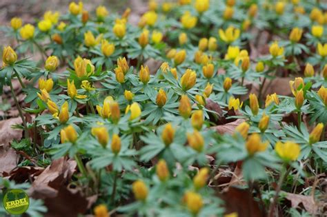 Az alcsúti arborétum déli, az országúttal határos területén több mint két hektárt borított fehérbe a tavasz. Változékony idő várható a jövő héten | Erdő-Mező