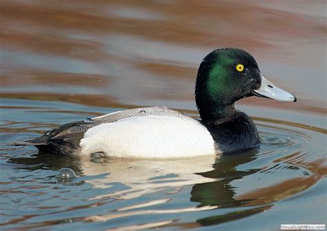 With help from jason st. Lesser Scaup vs Greater Scaup vs Tufted Duck vs Ring ...