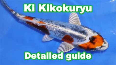 The Ki Kikokuryu Or Dragon Koi Fish Variety Detailed Guide Youtube