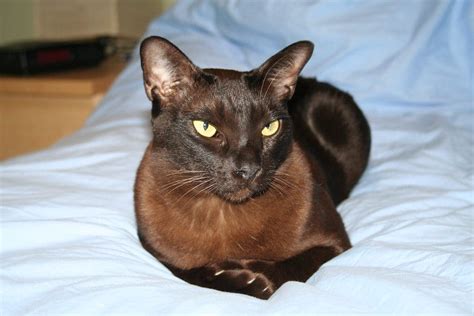 11 Facts You Probably Dont Know About The Burmese Cat