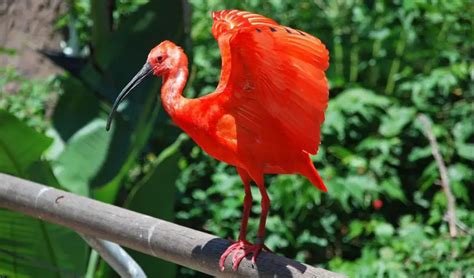 Scarlet Ibis The Animal Facts