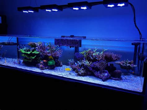 Red Sea Reefer 450 With Shallow Tank Sps Reef Hydra 26hd Vertex