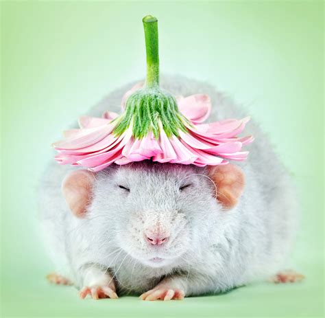 Adorable Rat Portraits Look To Remove Stigma Attached To Rodents