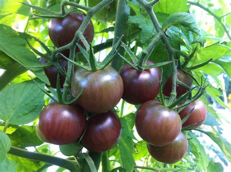 Tomato Black Cherry Urban Seedling