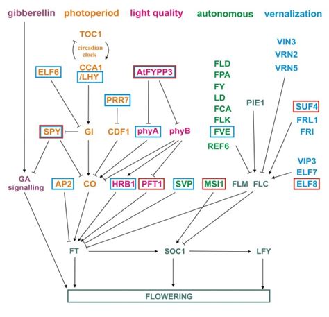 A Simplified Chart Showing Arabidopsis Flowering Pathways And