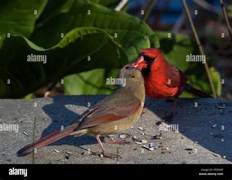 Pair Of Northern Cardinals Courtship Feeding Stock Photo Alamy