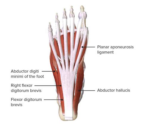 Foot Anatomy Concise Medical Knowledge