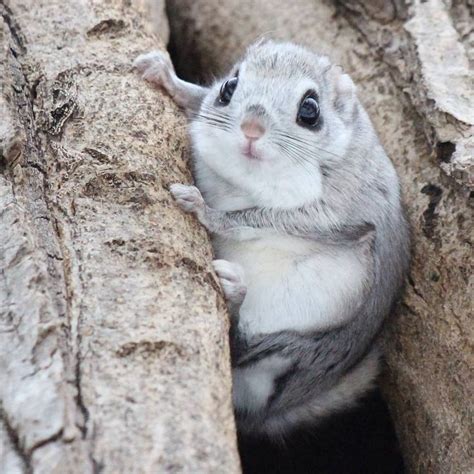 The Japanese Dwarf Flying Squirrel And Siberian Flying Squirrel Are