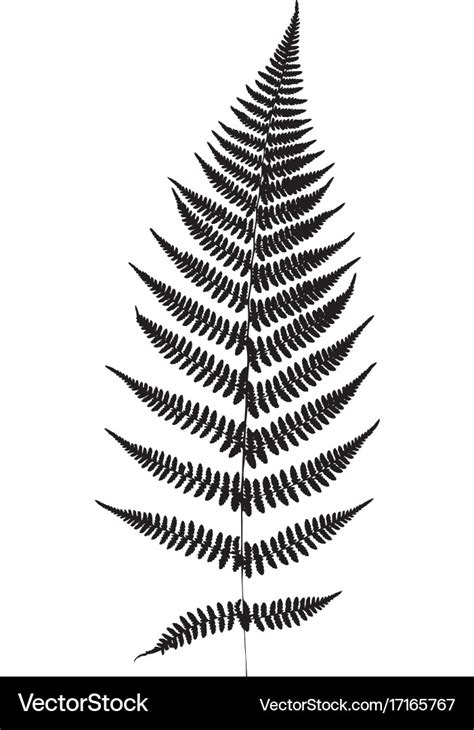 Fern Leaf Silhouette Royalty Free Vector Image