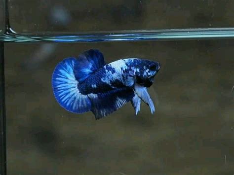 Exotic new trend color of betta lover marble blue rim white and blue color so beautiful color combination. Ohmpk blue Rim Marble star tail (Dengan gambar)
