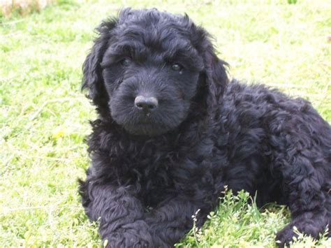 *if they were to ever have puppies a a mini goldendoodle is a mini f1 or f2 or f2b goldendoodle breed to a mini poodle. F2 Black male Goldendoodle puppy...Ready at age 8 weeks ...