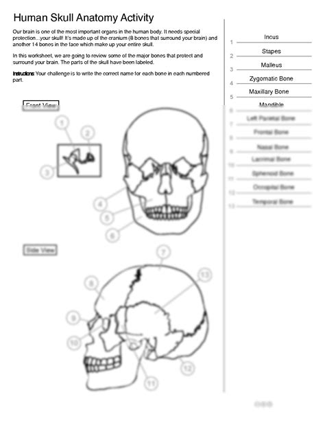 Solution Human Skull Anatomy Diagram With Labelings Worksheet Studypool