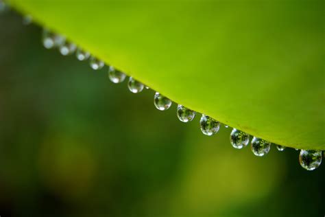 Leaf With Water Droplets Hd Wallpaper Wallpaper Flare