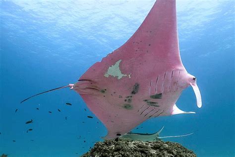 The Worlds Oldest Identified Manta Ray Celebrates Over 40 Years On The
