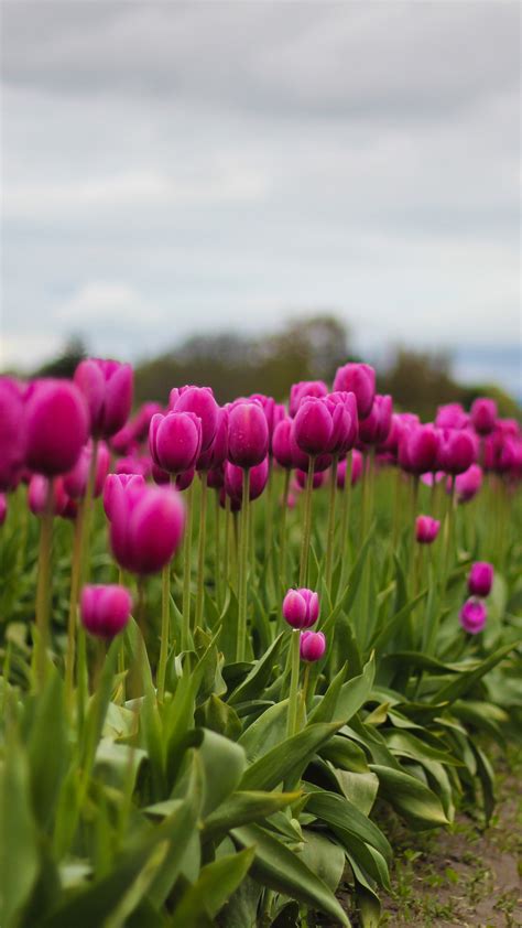 Tulips Best Htc One Wallpapers Free And Easy To Download