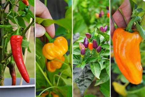 Types Of Peppers List Of Pepper Varieties Pepper Geek