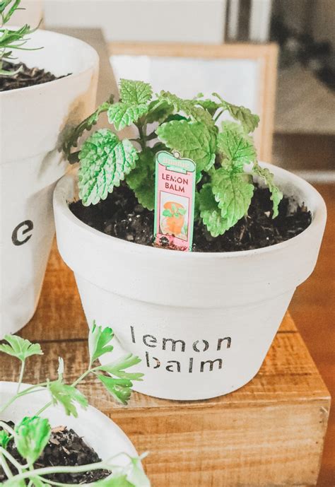 A Mini Herb Garden For You To Grow This Spring With Fun Diy Pots