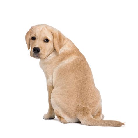 Royalty Free Dog Sitting Rear Pictures Images And Stock Photos Istock