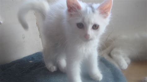 The cat is white except for a colored tail and color on the head. Turkish Angora x Turkish Van Kitten! | Kingsbridge, Devon ...