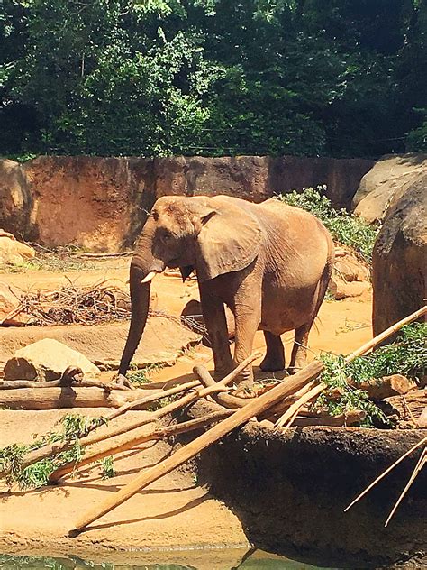 Smart Tips For Visiting Zoo Atlanta Kindly Unspoken