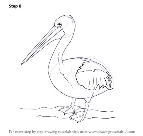 Learn How To Draw A Pelican Seabirds Step By Step Drawing Tutorials