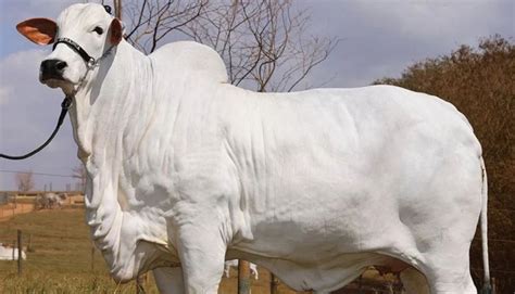 Worlds Most Expensive Cow Sold For Staggering 43 Million