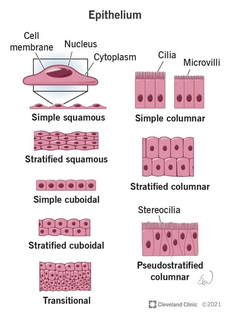 Epithelium What It Is Function Types