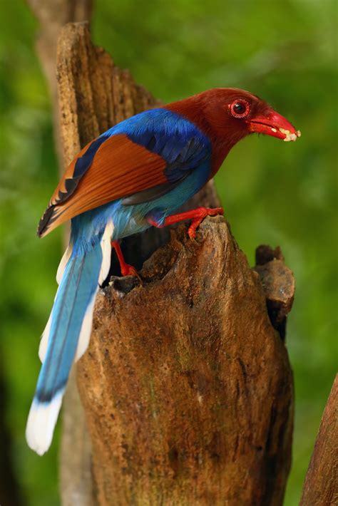 Sri Lanka Blue Magpie Nature Travel Birding
