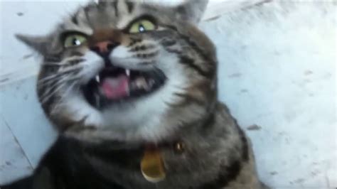 Maybe you would like to learn more about one of these? Funny cats and kittens meowing, purring, and hissing ...