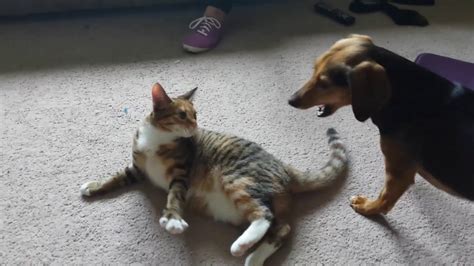 Cat Vs Dog Wrestling Match Youtube