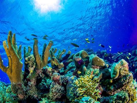 Coral Die Off Predicted As Marine Heat Wave Engulfs Hawaii
